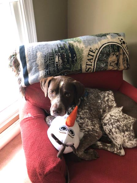 /Images/uploads/Southeast German Shorthaired Pointer Rescue/segspcalendarcontest2018/entries/9063thumb.jpg